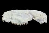 Oreodont (Merycoidodon) Partial Skull - Wyoming #95058-4